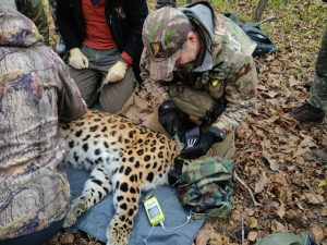23 октября стало известно о новом этапе переселения леопардов в Уссурийский заповедник